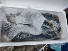 食品進口標簽新規定導致清關放緩,冰鮮三文魚到貨積壓遭嚴重損耗！