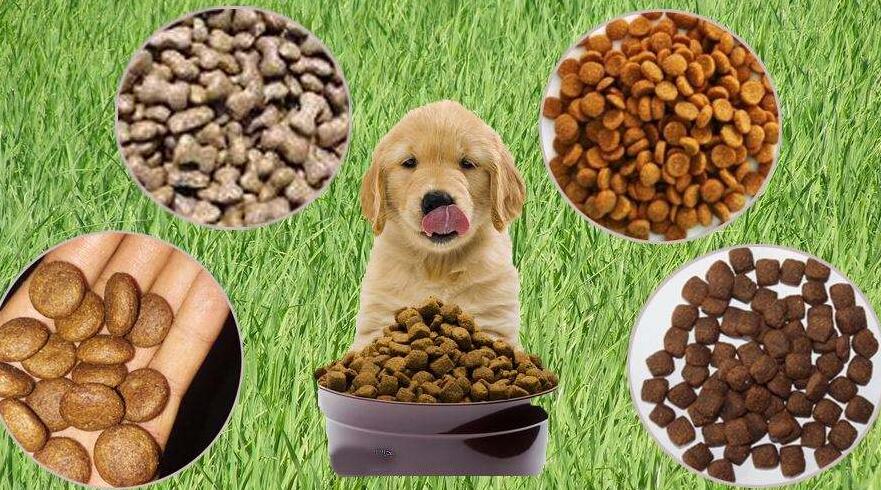 寵物食品進口需要許可證嗎?(寵物食品進口許可證)