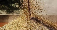 【政策解讀】進口白俄羅斯菜籽粕(豆粕)檢驗檢疫要求公告